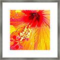 Flower Fire Framed Print