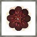 Flower Mandala 8 Framed Print