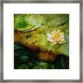 Flower Of Hope Framed Print