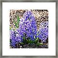 Flower One Framed Print