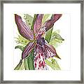 Flower Orchid 10 Elena Yakubovich Framed Print