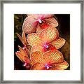 Flower - Orchid - Phalaenopsis - A Set Of Beauties Framed Print