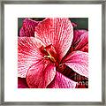 Flower Power In Pink By Diana Sainz Framed Print