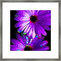 Flower Study 6 - Vibrant Purple By Sharon Cummings Framed Print