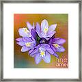 Flower With A Rainbow Texture Framed Print