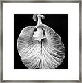 Flower_1 Framed Print