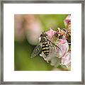 Flowerfly Pollinating Blueberry Buds Framed Print