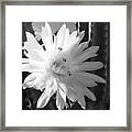 Flowering Cactus 5 Bw Framed Print