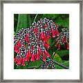 Flowering Mother Of Millions Framed Print