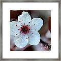 Flowering Plum Framed Print