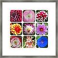 Flowers At The Eden Project, Cornwall Framed Print