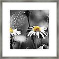 Flowers Framed Print