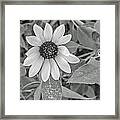 Flowers Framed Print