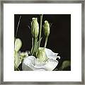 White Flowers. #2 Framed Print