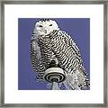 Fluffy Snowy Owl Framed Print