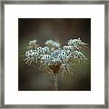 Fluffy White Weed Closeup Framed Print