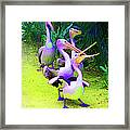 Fluorescent Pelicans Framed Print