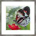 Fluttering Piano Key Butterfly Framed Print