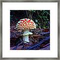 Fly Amanita Framed Print