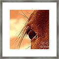 Fly In The Eye Framed Print