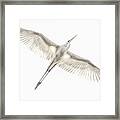 Fly Framed Print