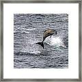 Flying Dolphin Framed Print