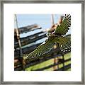 Flying Kestrel Framed Print