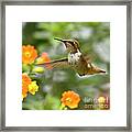 Flying Scintillant Hummingbird Framed Print
