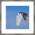 Flying Under Blue Framed Print