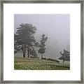 Foggy Pines Framed Print