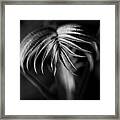 Follow Me Framed Print