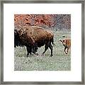 Following Mama Framed Print