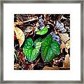 Forest Flora Framed Print