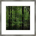 Forest In Cades Cove Framed Print