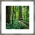Forest Setting Cathedral Grove Framed Print