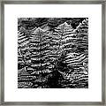 Forest Of Ferns Framed Print