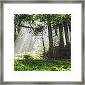 Forest Sunbeam Framed Print