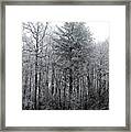Forest With Freezing Fog Framed Print