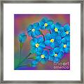 Forget- Me -not Flowers Framed Print