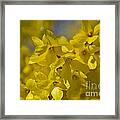 Forsythia Framed Print