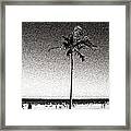Fort Lauderdale Palm Tree Framed Print