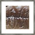 Fossil Seed Fern Framed Print