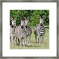 Four Burchell's Zebras On Alert Framed Print
