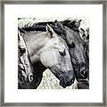 Four Konik Horses Framed Print