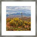 Four Peaks Palo Verde And Saguaros In The Spring Framed Print