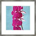 Four Pink Orchids Framed Print