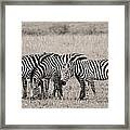 Four Zebras Framed Print