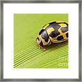 Fourteen-spotted Lady Beetle I Framed Print