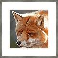 Fox Framed Print