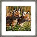 Fox Cubs At Sunrise Framed Print